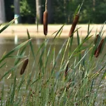 Pensionat Ferienparadies Muehlenbach